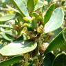 Fotografia 7 da espécie Buxus balearica do Jardim Botânico UTAD