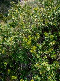 Fotografia da espécie Buxus balearica
