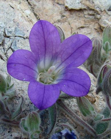 Fotografia de capa Campanula mollis - do Jardim Botânico