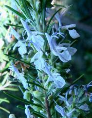 Rosmarinus officinalis var. officinalis