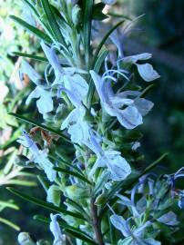 Fotografia da espécie Rosmarinus officinalis var. officinalis