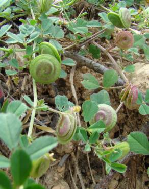 Fotografia 1 da espécie Medicago doliata no Jardim Botânico UTAD