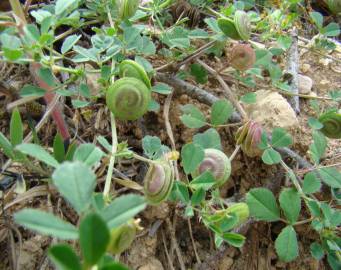 Fotografia da espécie Medicago doliata