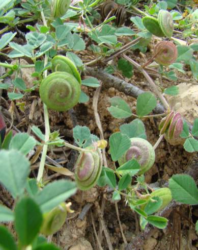 Fotografia de capa Medicago doliata - do Jardim Botânico