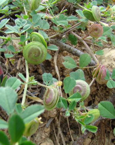 Fotografia de capa Medicago doliata - do Jardim Botânico