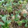 Fotografia 1 da espécie Medicago doliata do Jardim Botânico UTAD