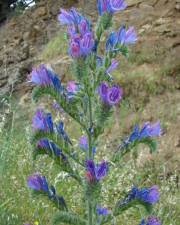 Fotografia da espécie Echium vulgare