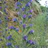 Fotografia 3 da espécie Echium vulgare subesp. pustulatum do Jardim Botânico UTAD