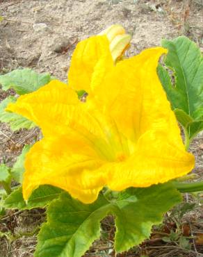 Fotografia 4 da espécie Cucurbita pepo no Jardim Botânico UTAD