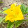 Fotografia 4 da espécie Cucurbita pepo do Jardim Botânico UTAD