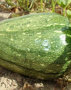 Fotografia 6 da espécie Cucurbita pepo no Jardim Botânico UTAD