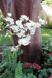 Fotografia da espécie Filipendula vulgaris