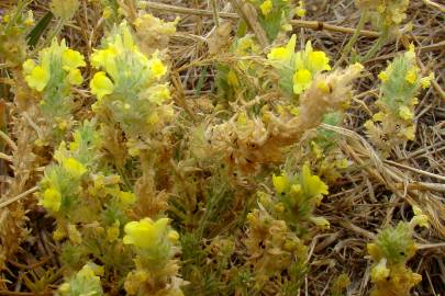 Fotografia da espécie Linaria saxatilis