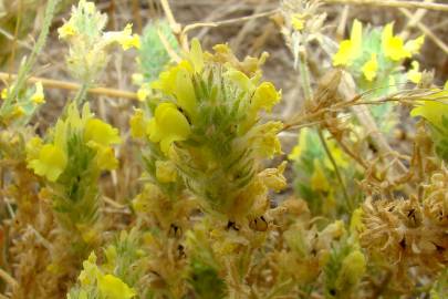 Fotografia da espécie Linaria saxatilis