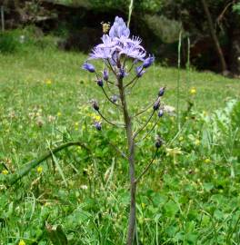 Fotografia da espécie Scilla verna subesp. verna