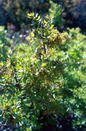 Fotografia da espécie Quercus coccifera