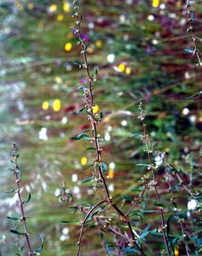 Fotografia 3 da espécie Rumex conglomeratus no Jardim Botânico UTAD