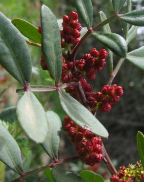 Fotografia 8 da espécie Pistacia lentiscus no Jardim Botânico UTAD