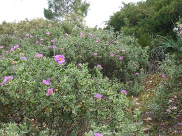 Fotografia da espécie Cistus albidus