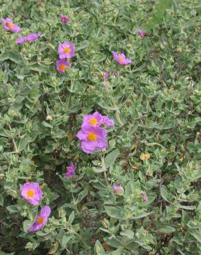 Fotografia 7 da espécie Cistus albidus no Jardim Botânico UTAD