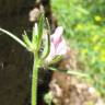Fotografia 2 da espécie Misopates orontium do Jardim Botânico UTAD
