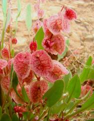 Rumex cyprius