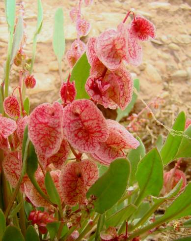 Fotografia de capa Rumex cyprius - do Jardim Botânico