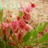 Fotografia 1 da espécie Rumex cyprius do Jardim Botânico UTAD