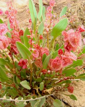 Fotografia 3 da espécie Rumex cyprius no Jardim Botânico UTAD