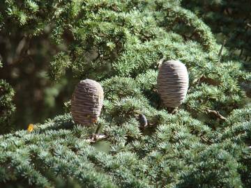 Fotografia da espécie Cedrus atlantica