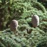 Fotografia 6 da espécie Cedrus atlantica do Jardim Botânico UTAD