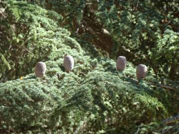 Fotografia da espécie Cedrus atlantica