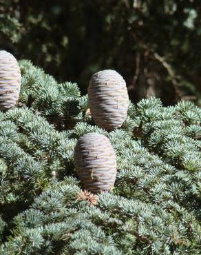 Fotografia 8 da espécie Cedrus atlantica no Jardim Botânico UTAD