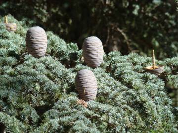 Fotografia da espécie Cedrus atlantica