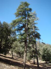 Fotografia da espécie Cedrus atlantica