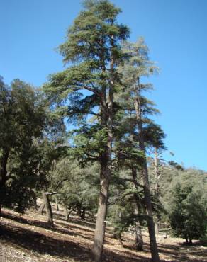 Fotografia 9 da espécie Cedrus atlantica no Jardim Botânico UTAD