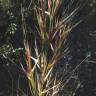 Fotografia 6 da espécie Stipa tenacissima do Jardim Botânico UTAD