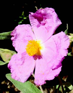 Fotografia 8 da espécie Cistus albidus no Jardim Botânico UTAD