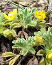 Fotografia da espécie Potentilla cinerea