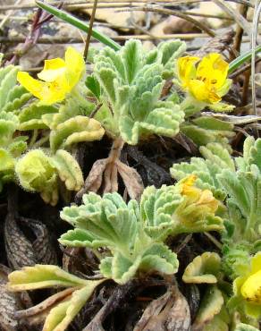 Fotografia 1 da espécie Potentilla cinerea no Jardim Botânico UTAD