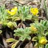 Fotografia 1 da espécie Potentilla cinerea do Jardim Botânico UTAD