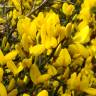 Fotografia 1 da espécie Genista scorpius do Jardim Botânico UTAD