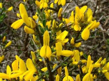 Fotografia da espécie Genista scorpius