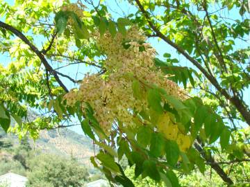 Fotografia da espécie Ailanthus altissima