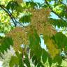 Fotografia 3 da espécie Ailanthus altissima do Jardim Botânico UTAD