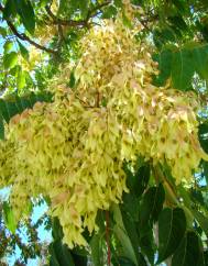 Ailanthus altissima