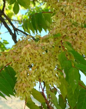 Fotografia 4 da espécie Ailanthus altissima no Jardim Botânico UTAD