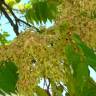 Fotografia 4 da espécie Ailanthus altissima do Jardim Botânico UTAD