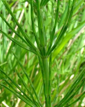 Fotografia 3 da espécie Equisetum ramosissimum no Jardim Botânico UTAD