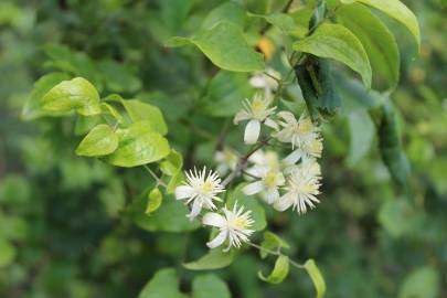 Fotografia da espécie Clematis vitalba